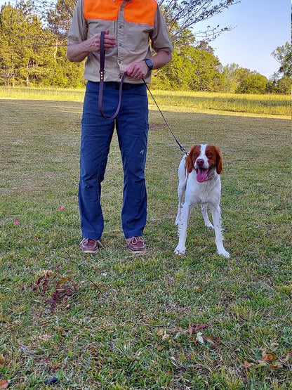 Medium Handlers Leash With Quick Release Brass Snaps 4 Colors